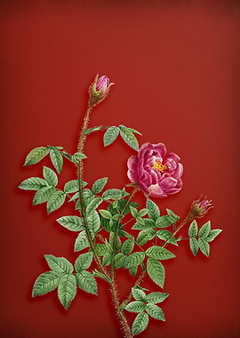 Moss Rose on Red