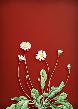 Daisy Flowers on Red