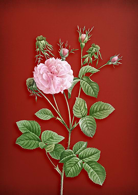 Pink Agatha Rose on Red