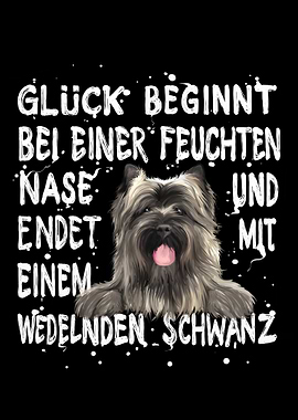 Cairn Terrier Glueck