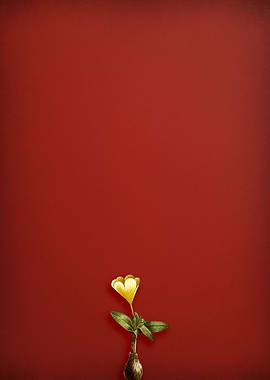 Cape Tulip on Red