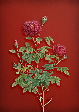 Burgundy Cabbage Rose