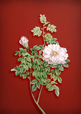 Ventenats Rose on Crimson