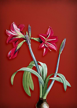 Brazilian Amaryllis on Red