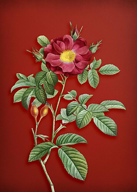 Red Portland Rose on Red