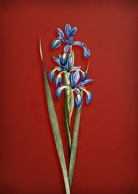 Blue Iris on Red