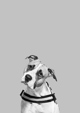 American staffordshire ter