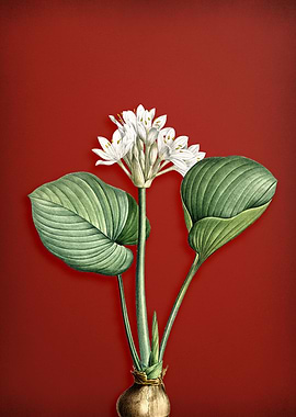 Cardwell Lily on Red