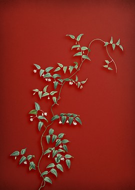 Bridal Creeper on Red