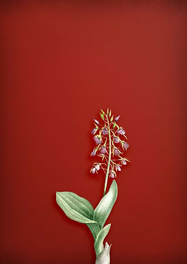 Brown Widelip Orchid