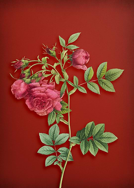 Turnip Roses on Crimson