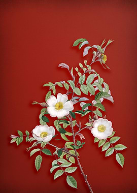 Reddish Rosebush on Red