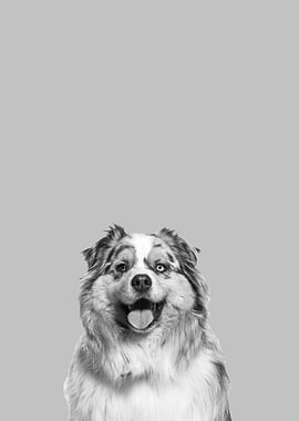 australian shepherd dog