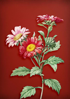 Red Aster Flowers on Red