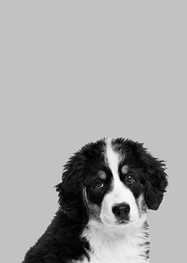 Puppy bernese mountain