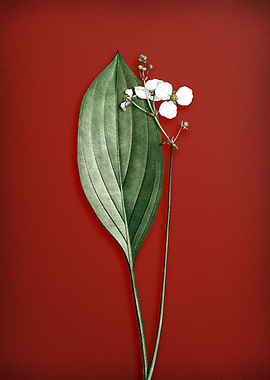 Bulltongue Arrowhead