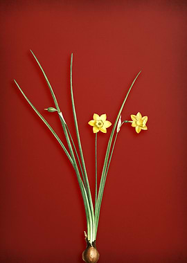 Daffodil on Red