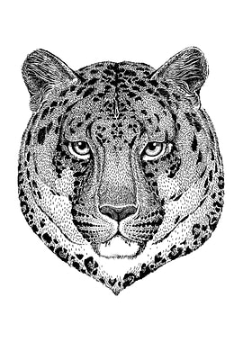 African Leopard