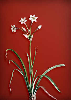 Crytanthus Vittatus on Red