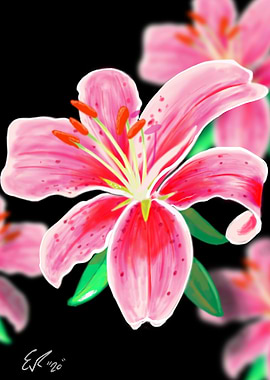 Stargazer Lily