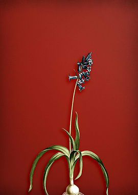 Common Bluebell on Red