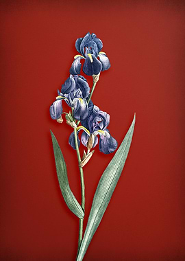 Dalmatian Iris on Red