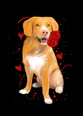 Nova Scotia Retriever Rose