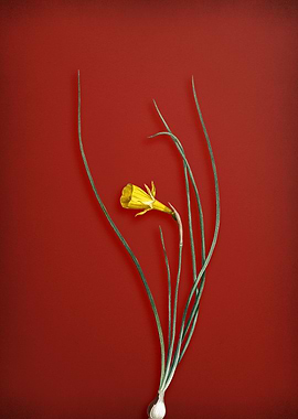 Daffodil on Red