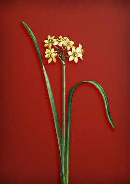 Cowslip Daffodil on Red