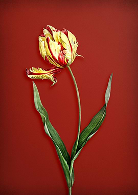 Didiers Tulip on Red