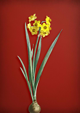 Daffodil on Red