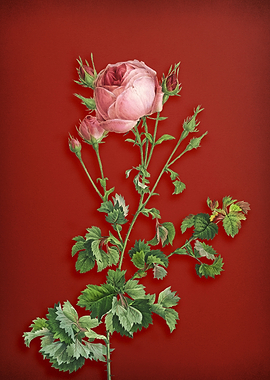 Celery Leaved Cabbage Rose