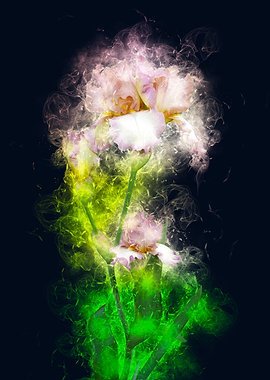 soft iris flower smoky