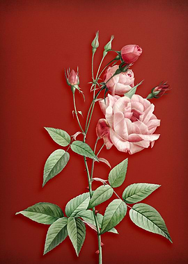 Common Rose of India