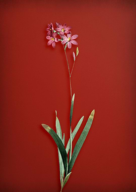 Corn Lily on Red