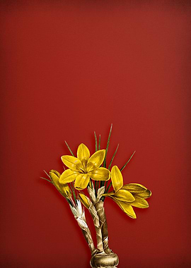 Crocus Luteus on Red