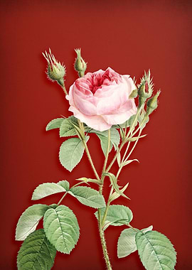 Double Moss Rose on Red