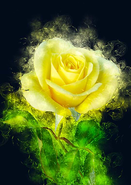 yellow rose smoky