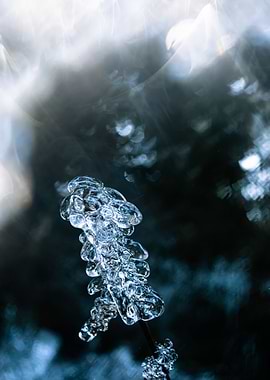 Macro Frozen Landscape 02
