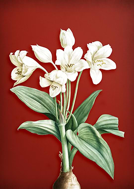 Crinum Giganteum on Red
