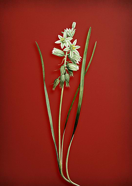 Drooping Star of Bethlehem