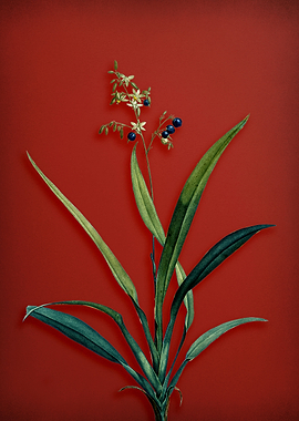 Flax Lilies on Red