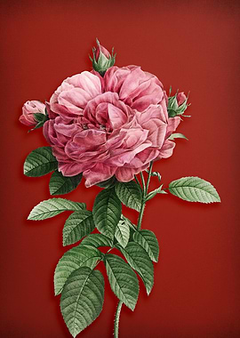 Giant French Rose on Red