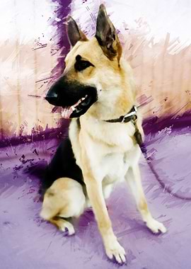 Adorable German Shepard