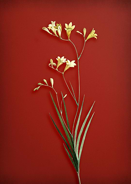 Freesia on Red