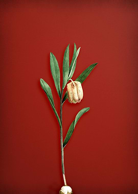 Fritillaria Latifolia on R