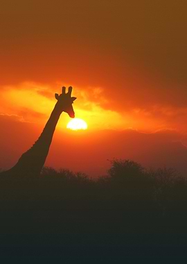 giraffe poster