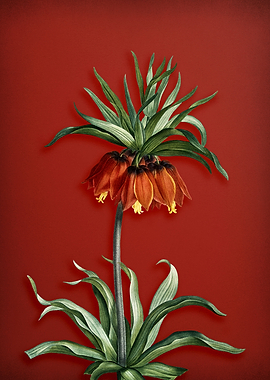 Fritillaries on Red