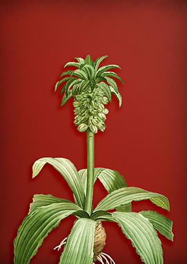 Eucomis Regia