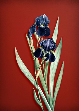 German Iris on Red